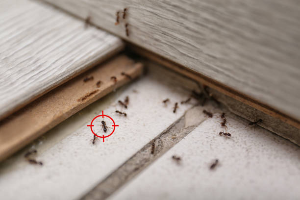 Best Wasp Removal Services  in Farmington, MS
