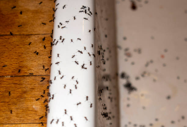 Best Local Pest Control Services  in Farmington, MS